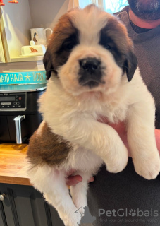 Foto №2 zu Ankündigung № 132690 zu verkaufen whippet - einkaufen Großbritannien quotient 	ankündigung