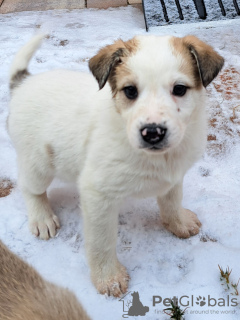 Foto №4. Ich werde verkaufen mischlingshund in der Stadt Ryazan.  - preis - Frei