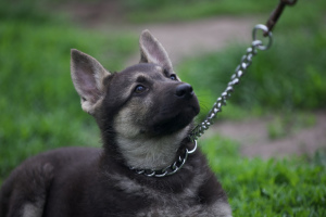 Foto №2 zu Ankündigung № 6528 zu verkaufen osteuropäischer schäferhund - einkaufen Ukraine quotient 	ankündigung