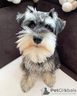 Foto №4. Ich werde verkaufen schnauzer in der Stadt Charlotte. züchter - preis - 473€