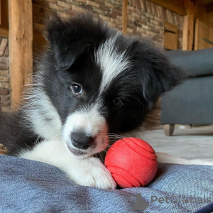 Foto №1. border collie - zum Verkauf in der Stadt Tallinn | 400€ | Ankündigung № 80551