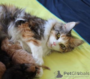 Foto №4. Ich werde verkaufen maine-coon-katze in der Stadt Berlin. züchter - preis - 350€