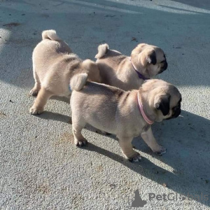 Foto №1. mops - zum Verkauf in der Stadt Köln | 200€ | Ankündigung № 129870