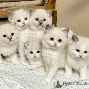 Foto №1. ragdoll-katze - zum Verkauf in der Stadt Watsons Bay | verhandelt | Ankündigung № 161654