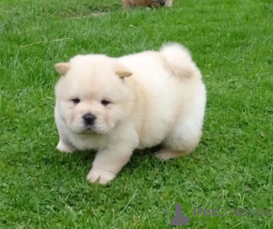 Foto №3. Chow-Chow-Welpen. Belgien