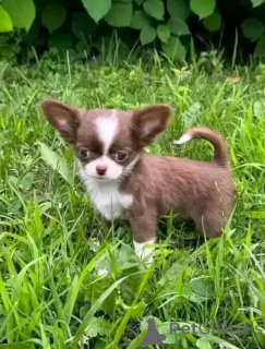 Foto №3. Toilette ausgebildet Chihuahua. Niederlande