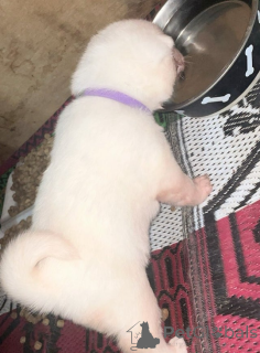 Foto №3. KC registrierte japanische Akita-Welpen. Deutschland