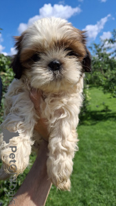 Foto №2 zu Ankündigung № 148740 zu verkaufen shih tzu - einkaufen Lettland quotient 	ankündigung, vom kindergarten, züchter