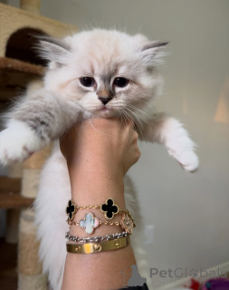 Foto №3. Sanft wie ein Lied, süß wie ein Traum bringt Aria Liebe und Eleganz in jedes. Schweden