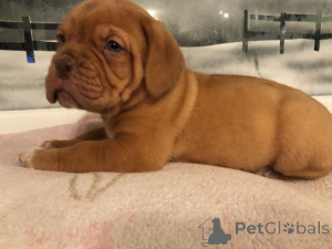Foto №1. dogue de bordeaux - zum Verkauf in der Stadt Bonito orental | verhandelt | Ankündigung № 172899
