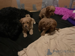 Foto №1.  - zum Verkauf in der Stadt Гамбург | 540€ | Ankündigung № 132645