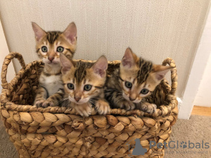 Foto №3. Gesunde Bengalkatzen-Kätzchen für Pflegeheime verfügbar. USA