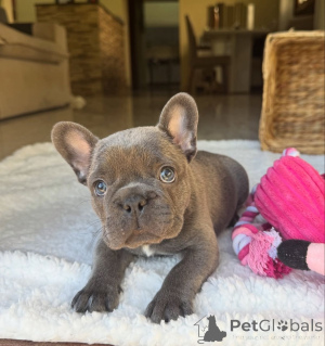 Foto №2 zu Ankündigung № 161504 zu verkaufen französische bulldogge - einkaufen Deutschland quotient 	ankündigung