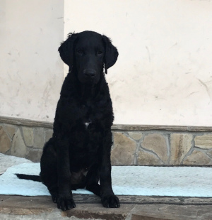 Foto №2 zu Ankündigung № 3011 zu verkaufen curly coated retriever - einkaufen Ukraine vom kindergarten