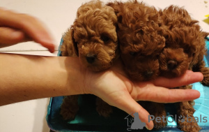 Foto №3. Red toy poodle-Puppies. Serbien
