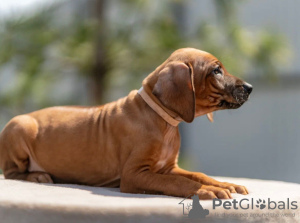 Zusätzliche Fotos: Rhodesian Ridgeback-Welpen