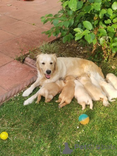 Foto №2 zu Ankündigung № 174995 zu verkaufen golden retriever - einkaufen Deutschland quotient 	ankündigung