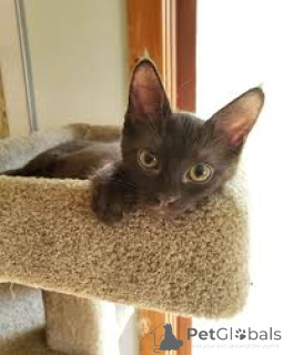 Foto №3. Havana Brown Kätzchen zu verkaufen. Frankreich