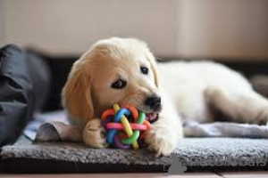 Foto №1. golden retriever - zum Verkauf in der Stadt Borgentreich | verhandelt | Ankündigung № 136774