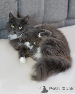 Foto №3. Gracie ist eine spezielle Katze mit einer speziellen Pfote.. Russische Föderation