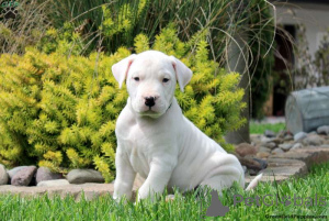 Foto №1. dogo argentino - zum Verkauf in der Stadt Berlin | Frei | Ankündigung № 135792