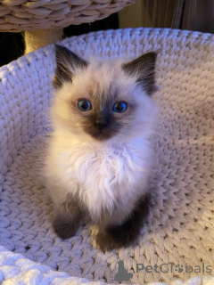Foto №2 zu Ankündigung № 174840 zu verkaufen ragdoll-katze - einkaufen Deutschland züchter