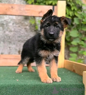 Foto №1. deutscher schäferhund - zum Verkauf in der Stadt Springfield | 379€ | Ankündigung № 117692