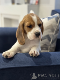 Foto №1. beagle - zum Verkauf in der Stadt New York Mills | 379€ | Ankündigung № 102247