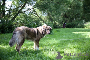 Foto №4. Ich werde verkaufen mischlingshund in der Stadt Москва. quotient 	ankündigung - preis - Frei