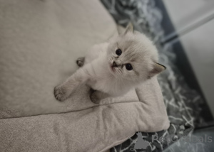 Foto №2 zu Ankündigung № 143763 zu verkaufen ragdoll-katze - einkaufen Polen züchter