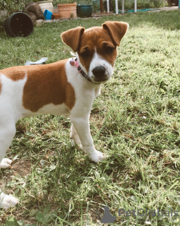 Foto №2 zu Ankündigung № 78847 zu verkaufen jack russell terrier - einkaufen Deutschland quotient 	ankündigung