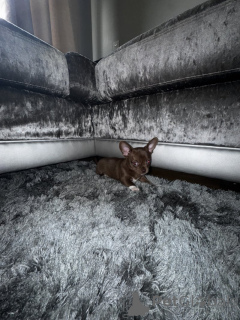 Foto №1. chihuahua - zum Verkauf in der Stadt München | 4000€ | Ankündigung № 139146
