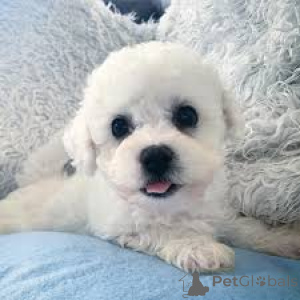 Foto №3. Bichon Frisé-Welpen kaufen. Belgien