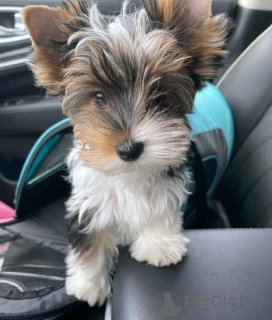 Foto №1. yorkshire terrier - zum Verkauf in der Stadt Aubenas | verhandelt | Ankündigung № 160548