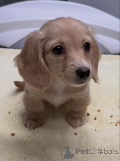 Foto №2 zu Ankündigung № 163654 zu verkaufen dackel - einkaufen Deutschland züchter