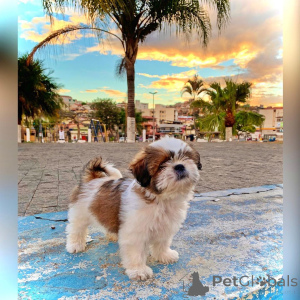 Foto №3. Shih Tzu Welpen zum Verkauf. Australien