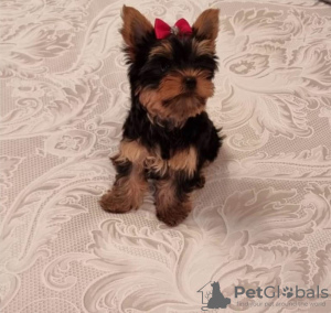 Foto №2 zu Ankündigung № 119348 zu verkaufen yorkshire terrier - einkaufen Deutschland quotient 	ankündigung