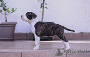 Foto №2 zu Ankündigung № 63225 zu verkaufen amerikanischer staffordshire terrier - einkaufen Serbien züchter
