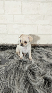 Foto №3. Chihuahua Welpen aus dem Zwinger. Weißrussland