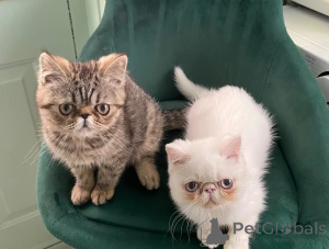 Foto №1. perserkatze - zum Verkauf in der Stadt Deggendorf | 350€ | Ankündigung № 174536