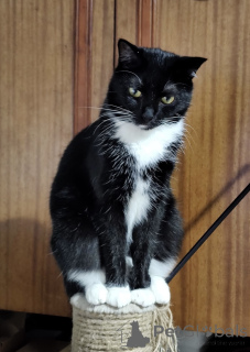 Foto №3. Zarte Amira. Weißrussland