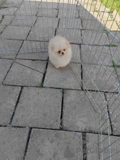 Foto №3. Beautiful cream Pomeranian male available. Serbien
