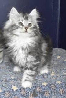 Foto №2 zu Ankündigung № 167760 zu verkaufen norwegische waldkatze - einkaufen Finnland quotient 	ankündigung, züchter