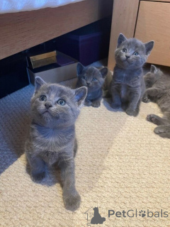 Foto №1. europäisch kurzhaar - zum Verkauf in der Stadt Aarschot | 700€ | Ankündigung № 161430