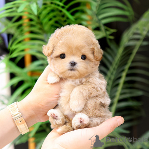 Foto №4. Ich werde verkaufen maltipu in der Stadt Alabama. züchter - preis - verhandelt