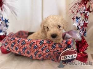 Foto №2 zu Ankündigung № 149824 zu verkaufen maltipu - einkaufen Deutschland quotient 	ankündigung, züchter