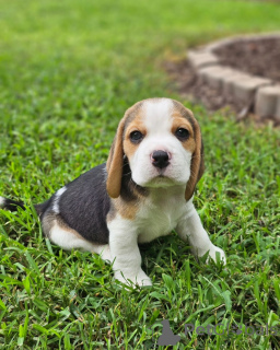 Foto №2 zu Ankündigung № 166512 zu verkaufen beagle - einkaufen Deutschland quotient 	ankündigung