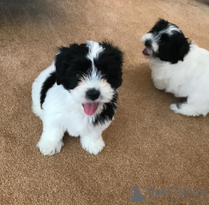 Foto №2 zu Ankündigung № 127296 zu verkaufen shih tzu - einkaufen USA 