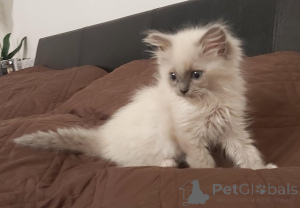 Foto №2 zu Ankündigung № 175468 zu verkaufen ragdoll-katze - einkaufen Deutschland quotient 	ankündigung