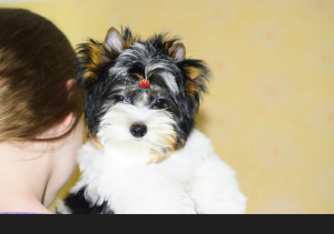 Foto №2 zu Ankündigung № 4039 zu verkaufen biewer terrier - einkaufen Russische Föderation züchter